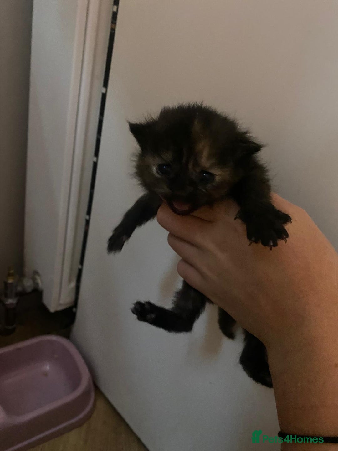 Mixed Breed cats for sale: Kittens for sale  - Image 8