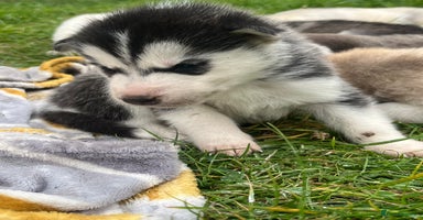 Siberian Husky dogs - Advert 12