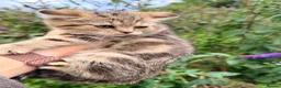 British Shorthair cats for sale: Lilac GCCF registered BSH kittens in Swansea - Advert 12