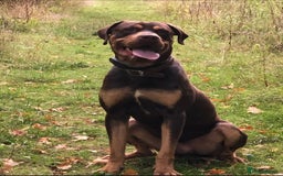 Mixed Breed dogs for sale: 🐾 Loving Dog Looking For His Forever Home 🐾 - Image 4