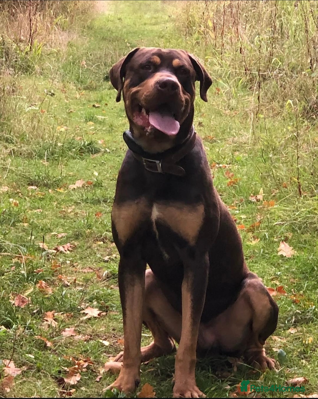 Mixed Breed dogs for sale: 🐾 Loving Dog Looking For His Forever Home 🐾 - Image 4