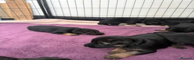 German Shepherd 9