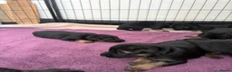 German Shepherd dogs for sale: Gorgeous German shepherd puppies  - Advert 2