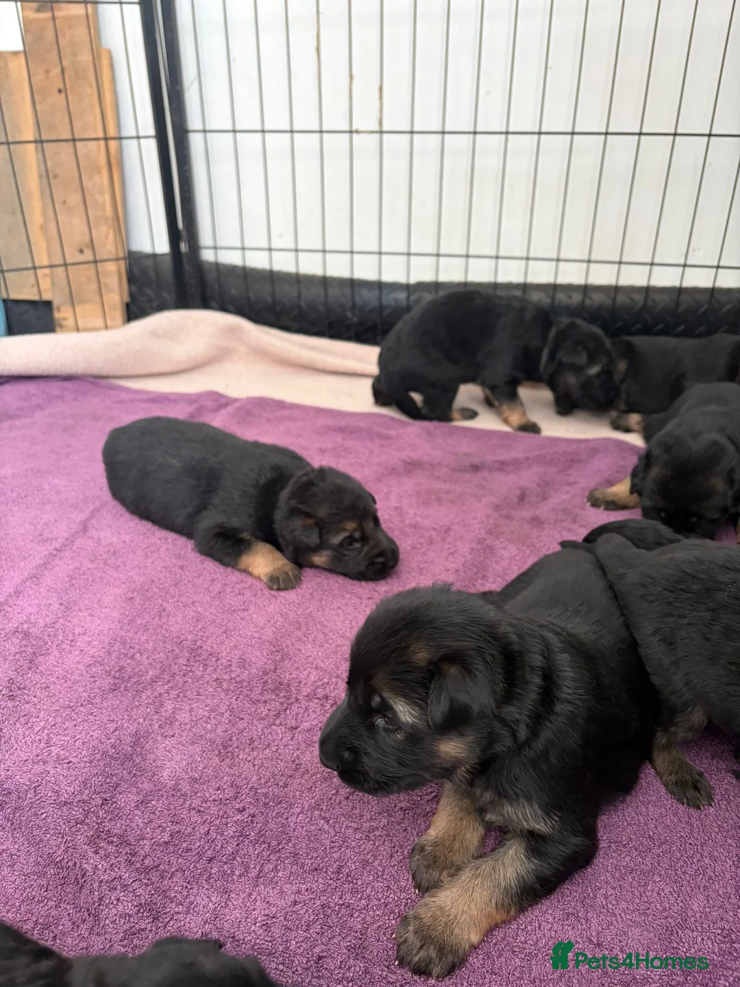 German Shepherd dogs for sale: Gorgeous German shepherd puppies  - Advert 2