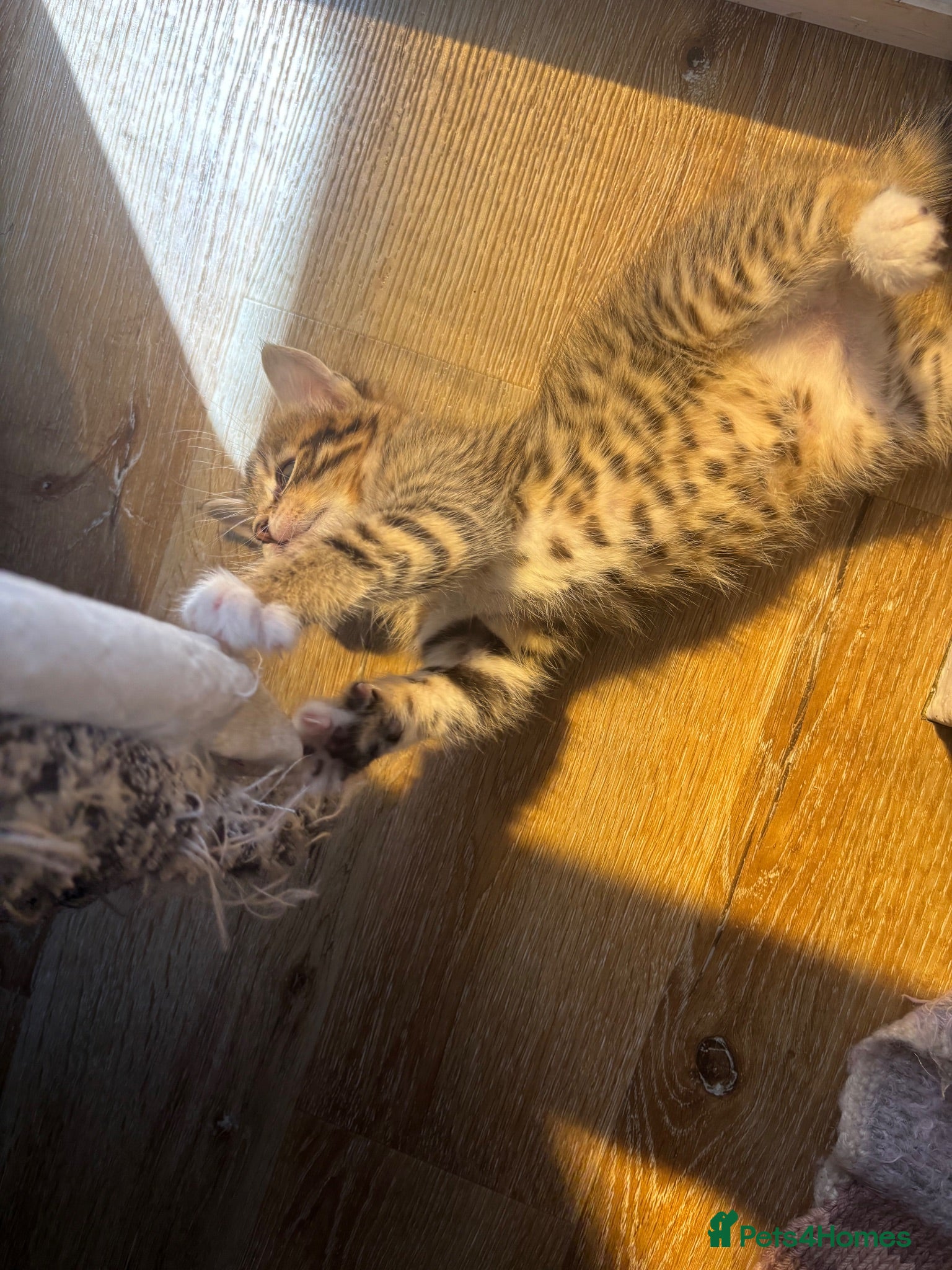 Mixed Breed cats Gorgeous tabby kittens  - Advert 1