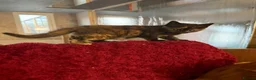 British Shorthair cats for sale: 2 Adorable BSH mixed breed kittens. - Advert 11