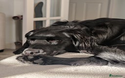 Mixed Breed dogs for sale: Sprollie pup - Image 9