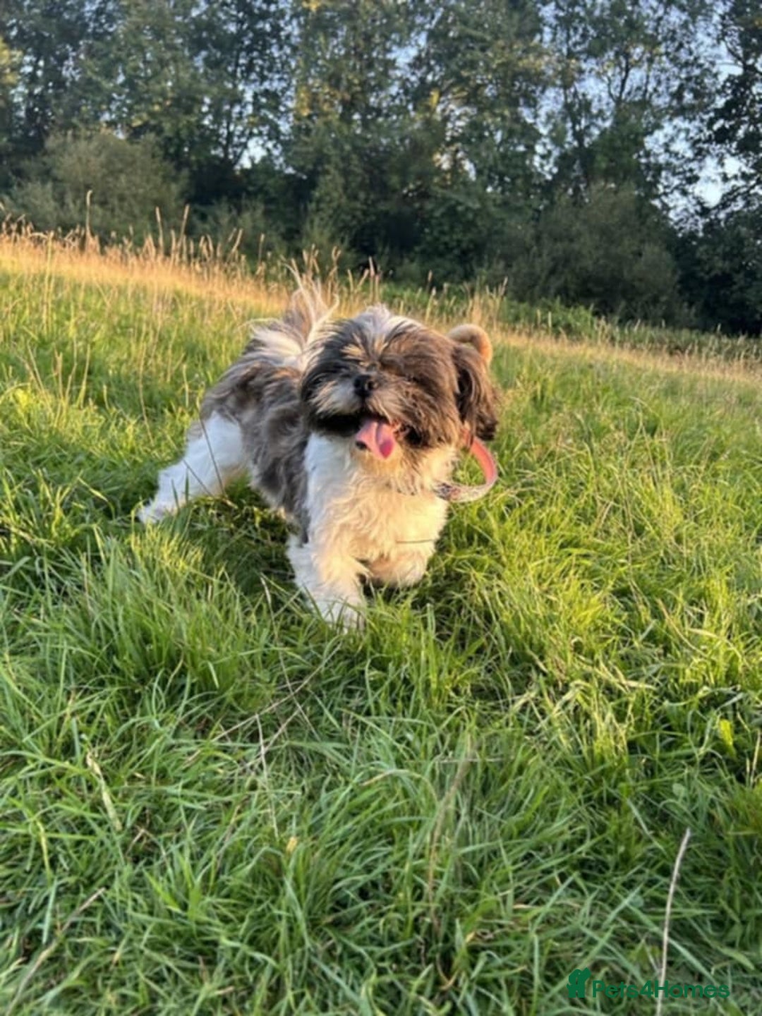 Mixed Breed dogs for sale: Pomtzu  - Image 4