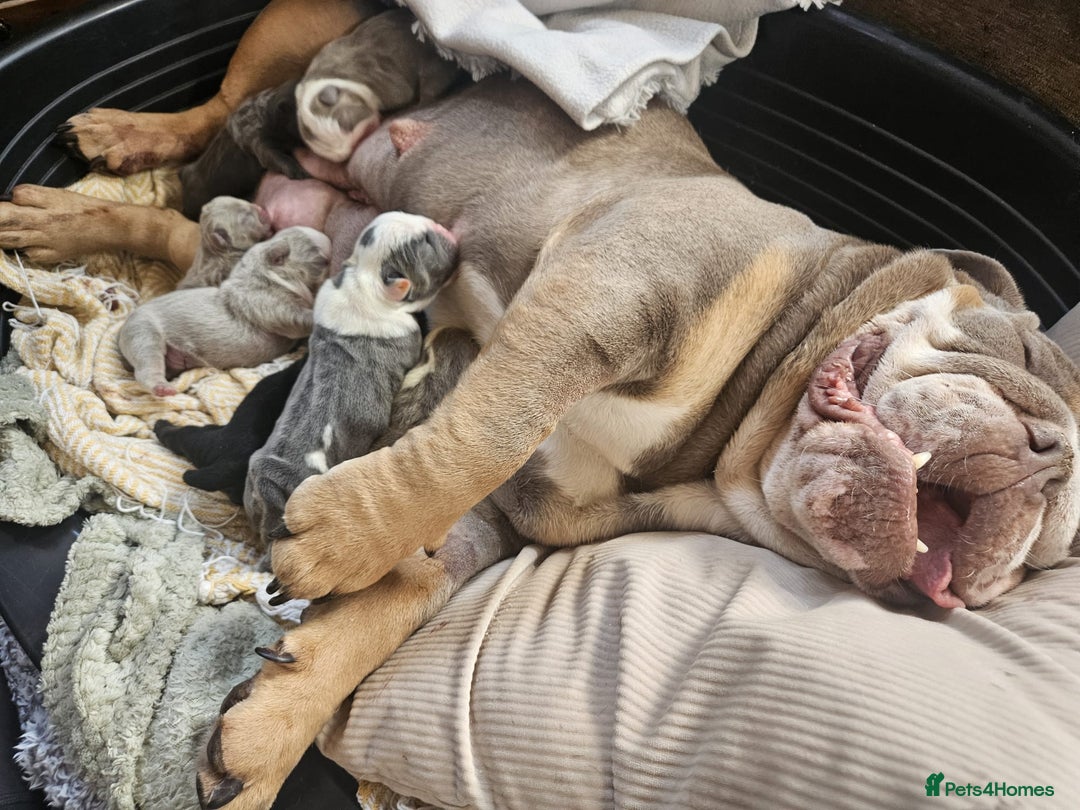 English Bulldog dogs for sale: Pretty English Bulldog Pups Ready for Loving Homes - Advert 5