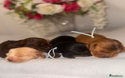 Cocker Spaniel dogs for sale: 🐶🐾beautiful show cocker spaniel puppy’s 🐶🐾 - Image 3