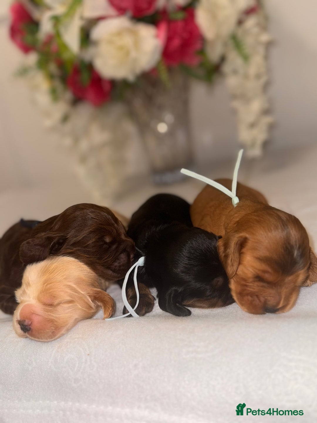 Cocker Spaniel dogs for sale: 🐶🐾beautiful show cocker spaniel puppy’s 🐶🐾 - Image 3