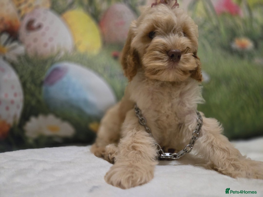 Cockapoo dogs for sale: Fully vaccinated and Extensively health tested.  in Wisbech - Image 2