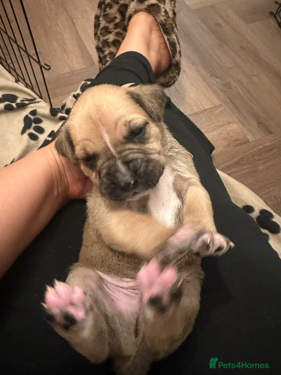 Mixed Breed dogs for sale: Staffy x Cane Corso  in Newark - Advert 2