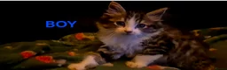 Mixed Breed cats for sale: British blue x Maine coon x domestic short hair  - Advert 19
