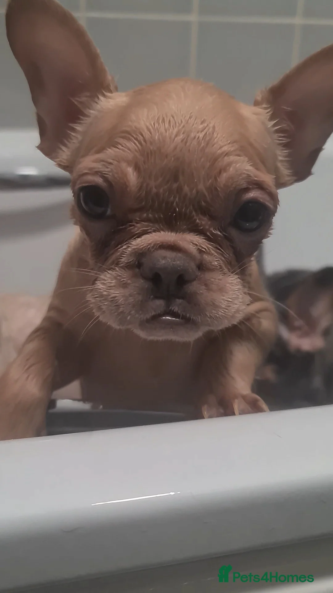 French Bulldog dogs for sale: ✨ Enchanted Frenchie Puppies Ready Now! ✨ - Advert 29