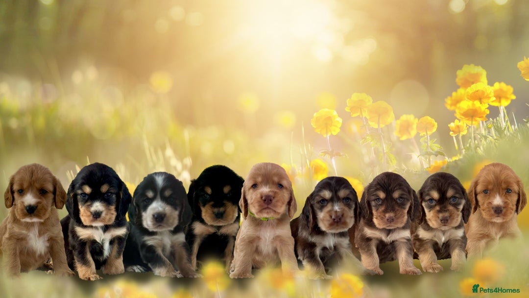 Cocker Spaniel dogs for sale: 3boys only  show type cocker spaniel puppies in Market Drayton - Image 11
