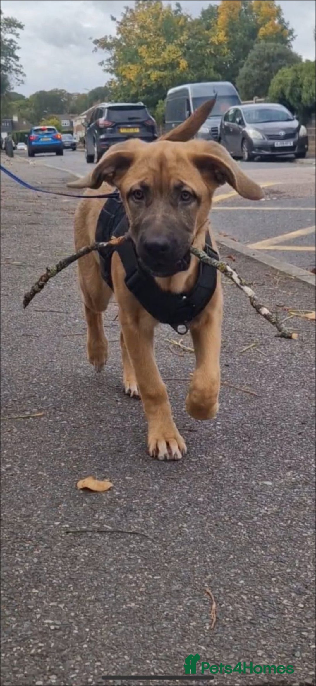 Mixed Breed dogs for sale: 7 month german shepherd X dogue de bordeaux  - Advert 5