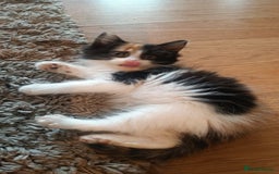 Mixed Breed cats for sale: Fluffy cute kittens available  - Image 4
