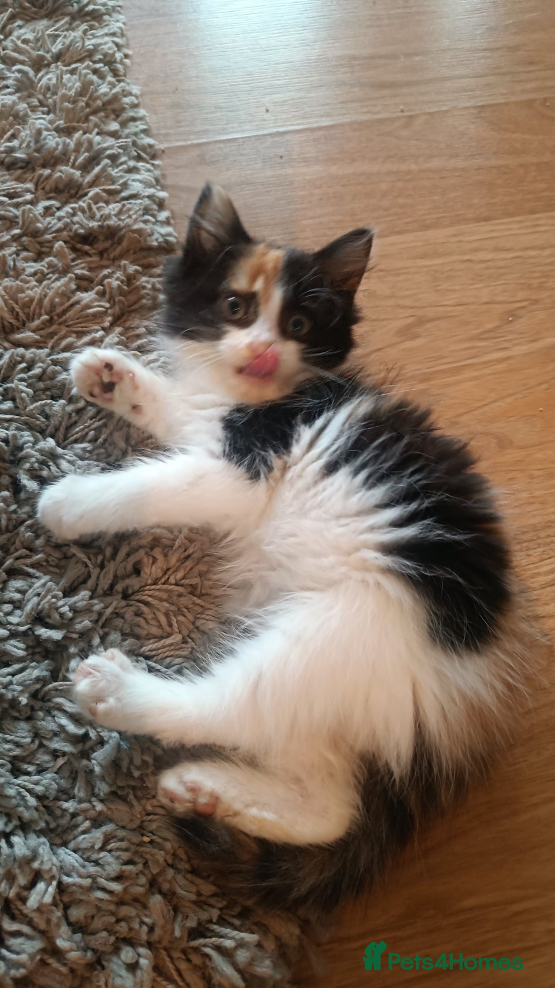 Mixed Breed cats for sale: Fluffy cute kittens available  - Image 4