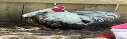 Chickens poultry for sale: Trio silver laced orpingtons lf very fertile  - Advert 4