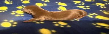 Miniature Dachshund 4
