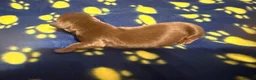 Miniature Dachshund dogs for sale: KC pure Miniature Dachshunds   - Advert 9