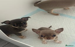 Chihuahua dogs for sale: Stunning chihuahua puppies  - Image 8