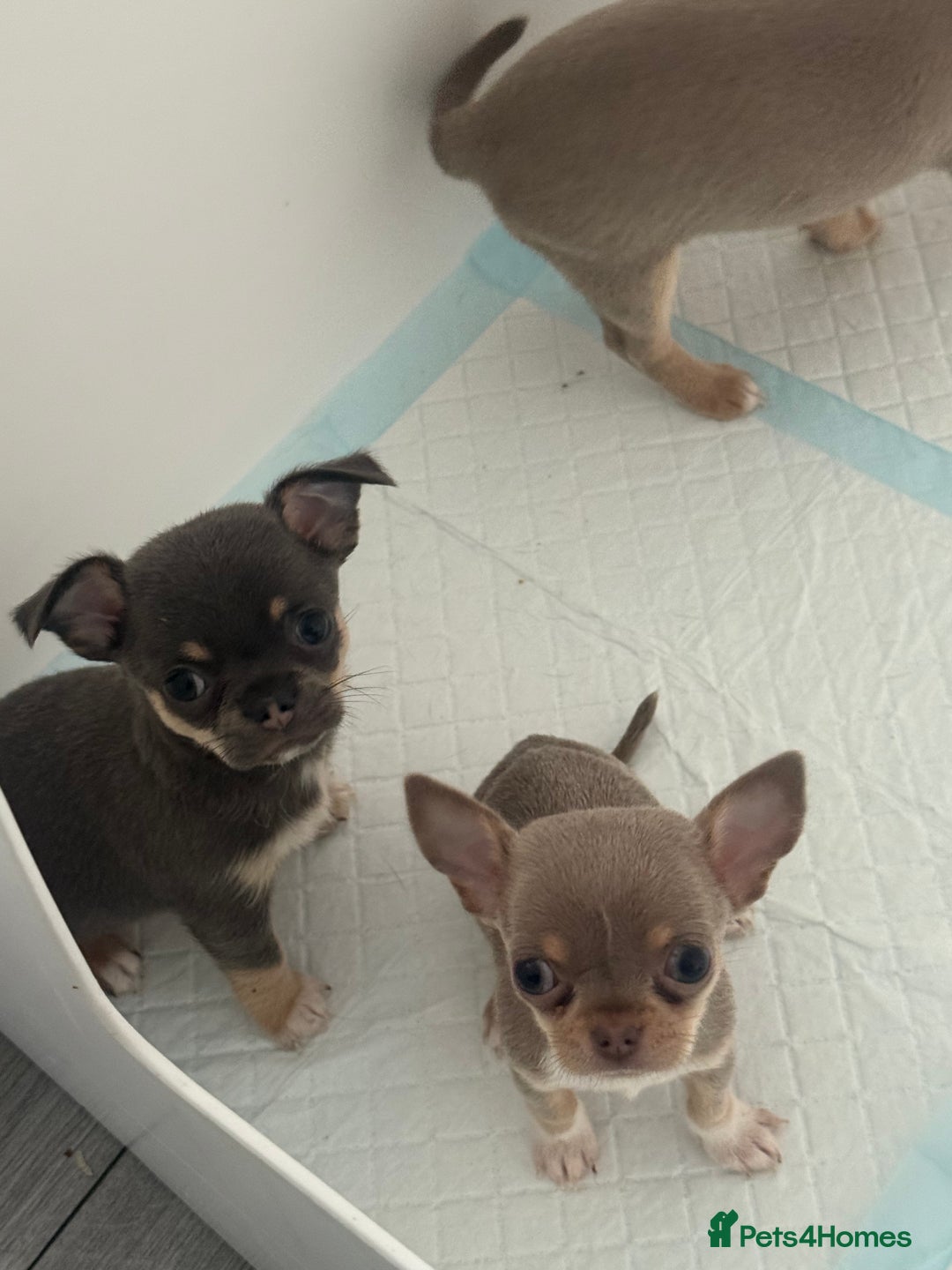 Chihuahua dogs for sale: Stunning chihuahua puppies  - Image 8