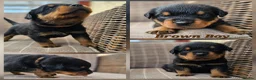 Rottweiler dogs for sale: Champion Bloodline German Rottweiler Puppies - Advert 10