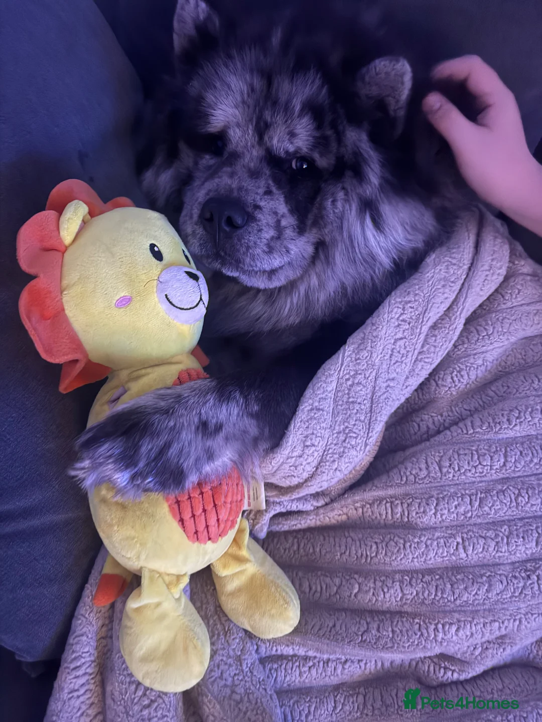 Chow Chow dogs for stud: Beautiful Merle chow for stud - Advert 2
