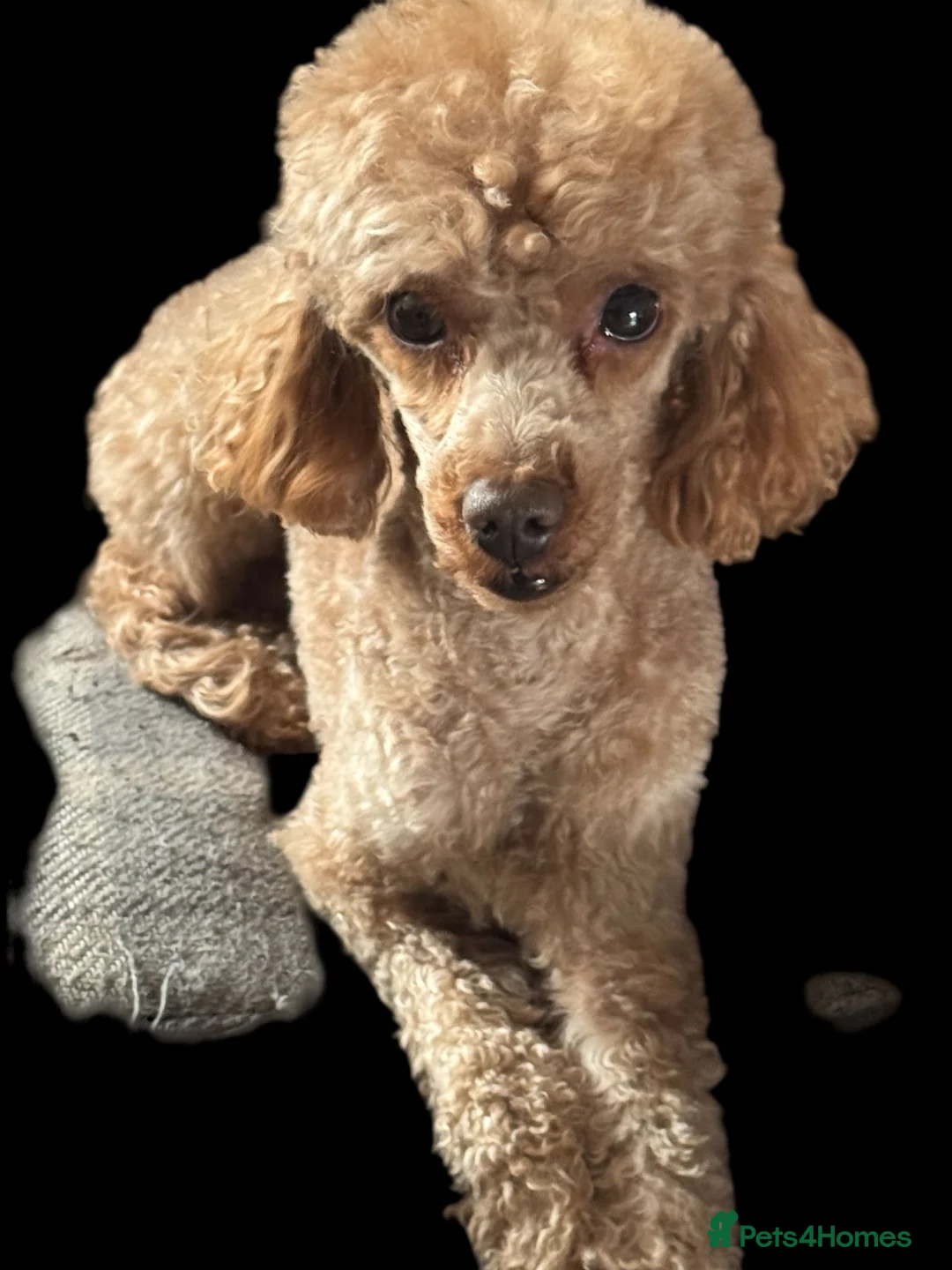 Toy Poodle dogs for sale: TOY POODLE MALE ADULT  - Advert 5