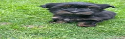 Yorkshire Terrier dogs for sale: York Terrier ,Black Tan - Advert 25