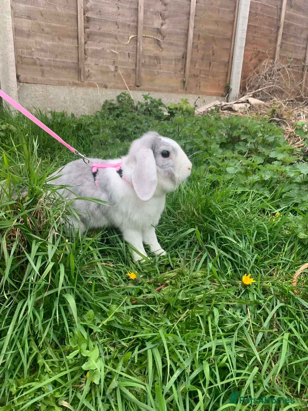 Mini Lop rabbits for sale: 2 beautiful mini lop rabbits, female, bonded pair. in Stonehouse - Advert 1