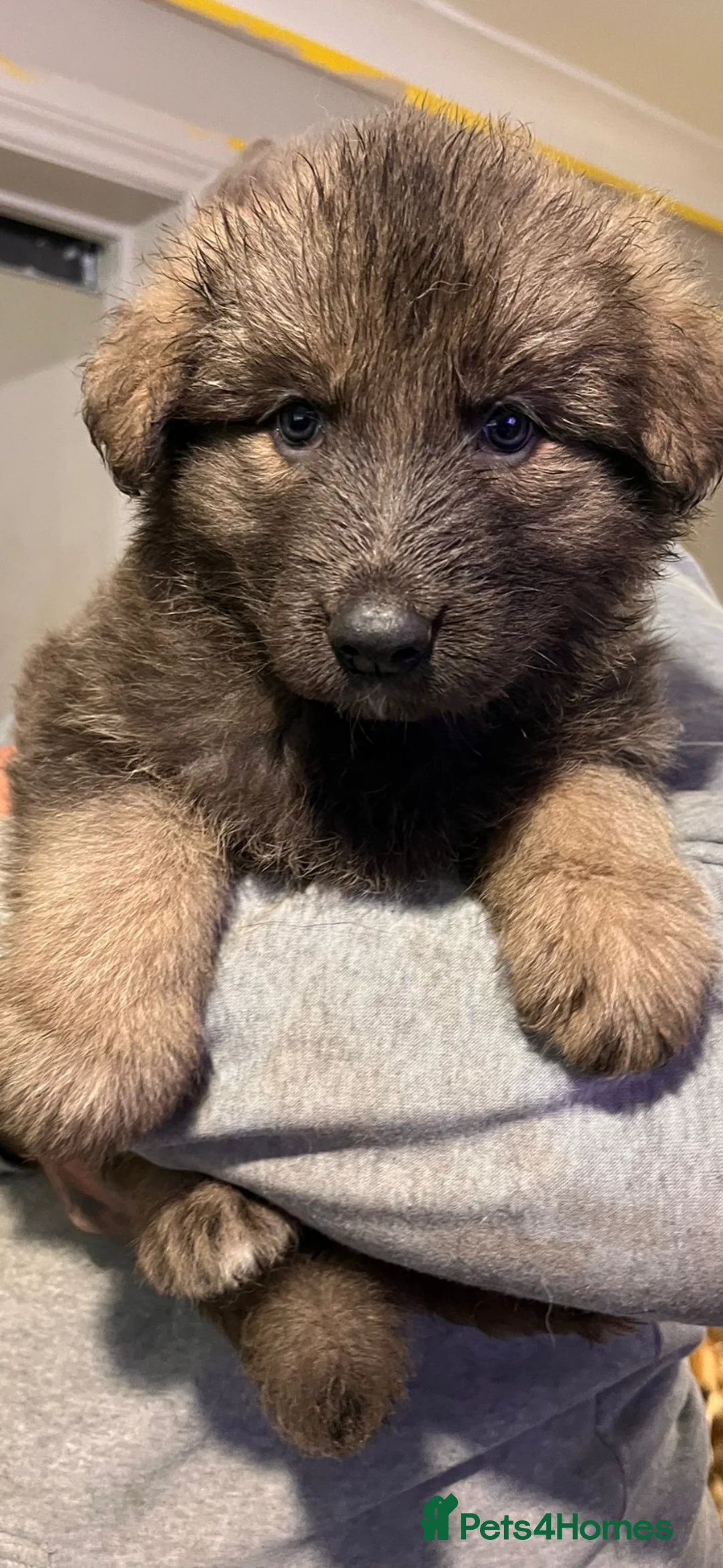 German Shepherd dogs for sale: Blue GSD’s 3 females remaining - Advert 3