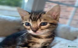Bengal cats for sale: 5 Bengal Kittens (snow, brown, black) - Image 9