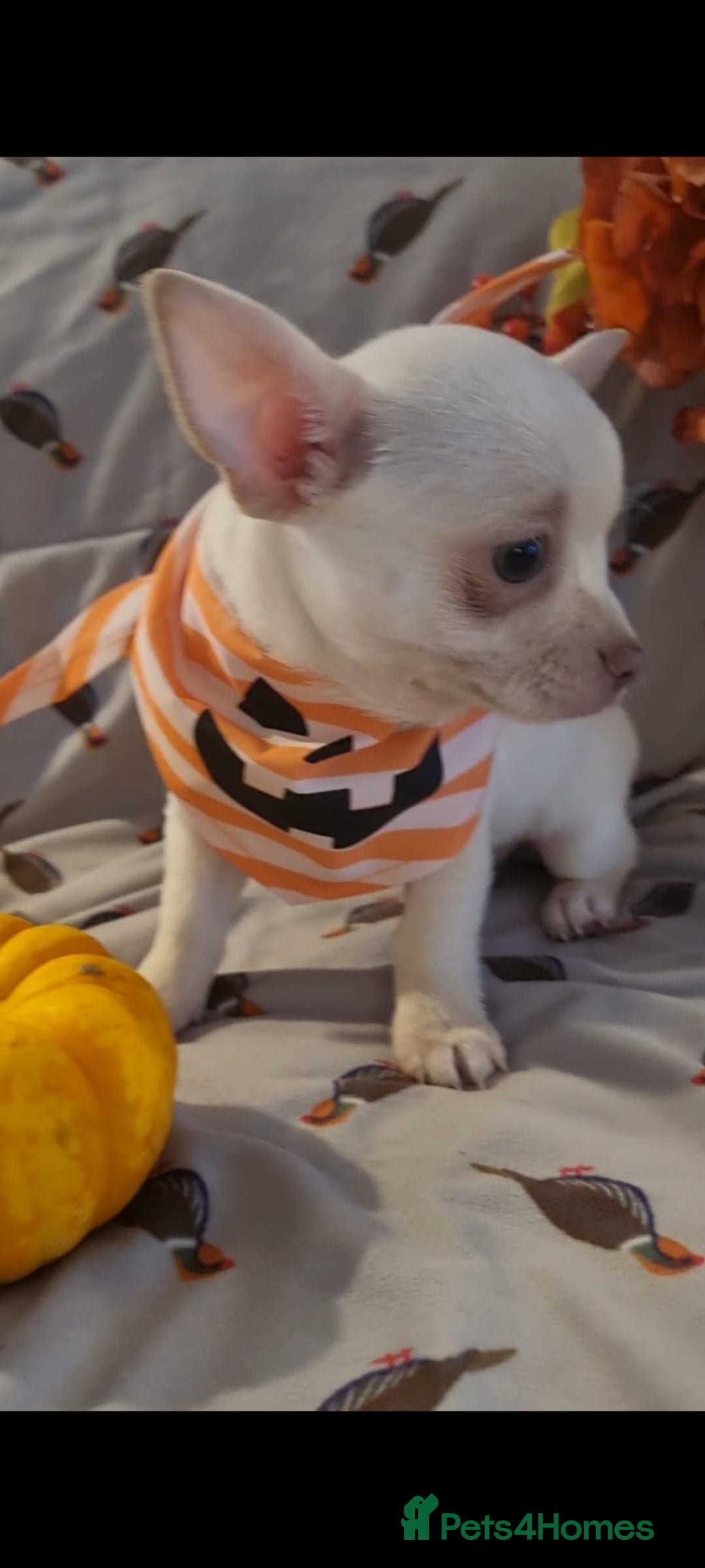 Chihuahua dogs for sale: Gorgeous Smooth coat KC registered chihuahuas - Image 19