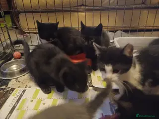 Mixed Breed cats Beautiful kittens - Advert 2