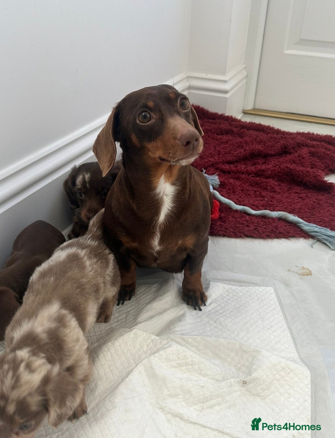 Miniature Dachshund dogs for sale: Kennel Club Registered Miniature Dachshund Puppies in Faversham - Advert 2