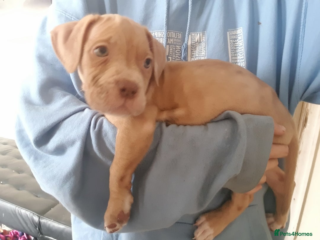 Mixed Breed dogs for sale: 5 cane corso mix puppies - Image 3