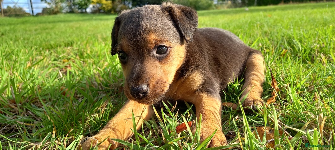 Mixed Breed dogs for sale: Border X Lakeland Terrier Puppies - Image 10