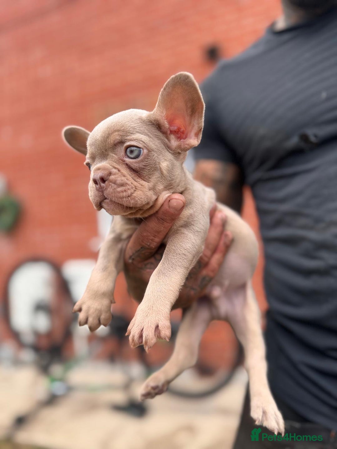 French Bulldog dogs for sale: ‼️ READY TO LEAVE NOW -3 French bulldog pups left! in Ripley - Image 23
