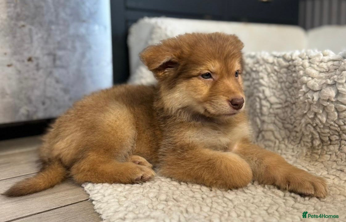 German Shepherd dogs Extensively Health Tested Puppies 🐾 - Advert 10