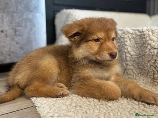 German Shepherd dogs Extensively Health Tested Puppies 🐾 - Advert 5