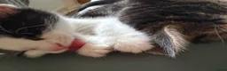 Mixed Breed cats for sale: 2 kittens for sale in Watchet  in Watchet - Advert 9