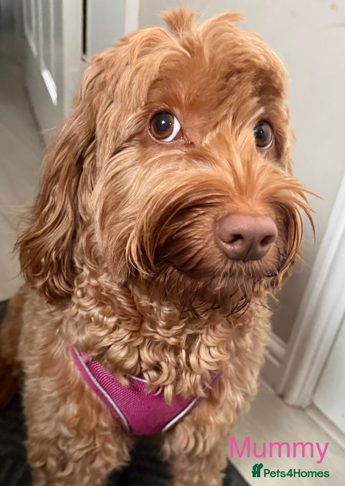 Mixed Breed dogs  Australian Labradoodle x Cockapoo Puppies  - Advert 2