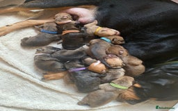 Mixed Breed dogs for sale: Rottweiler  ** taffy puppies - Image 7