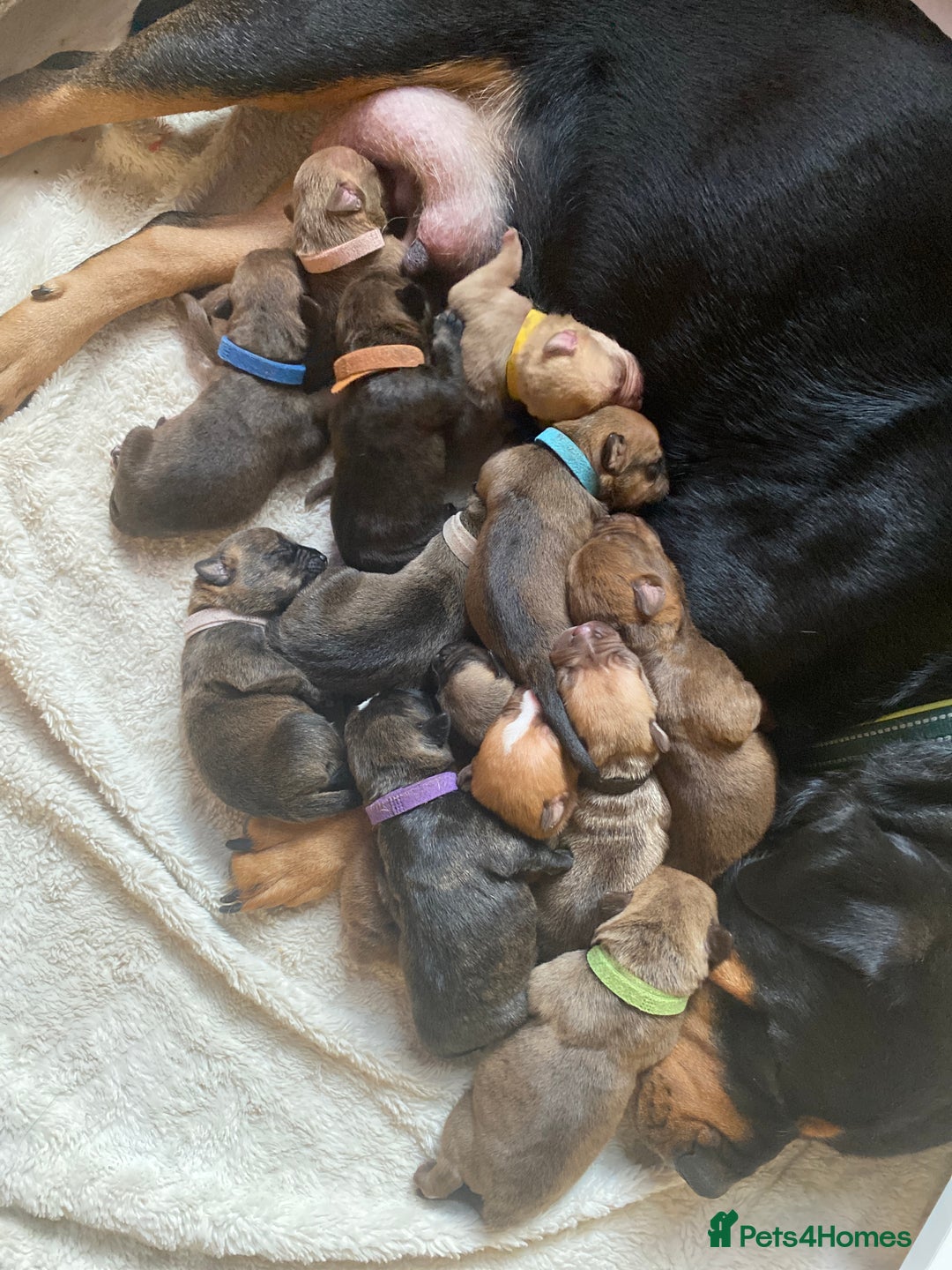 Mixed Breed dogs for sale: Rottweiler  ** taffy puppies - Image 7