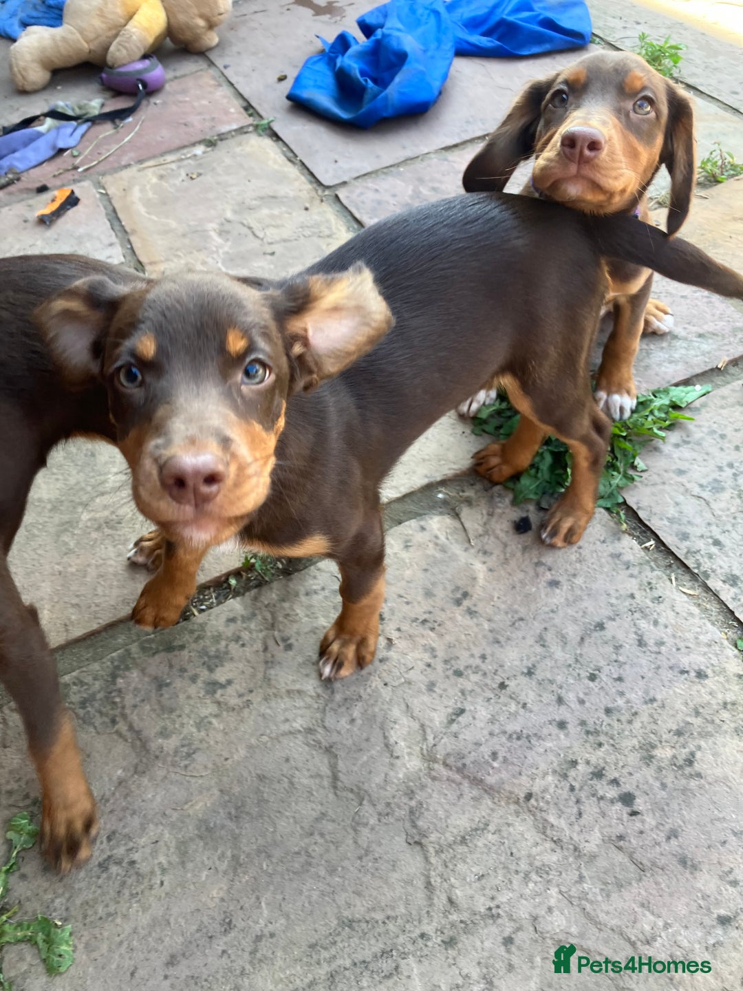 Mixed Breed dogs for sale: 3 Sprollie pups for sale - Image 6