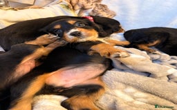 Cocker Spaniel dogs for sale: Pedigree Cocker spaniel puppies for sale  - Image 6