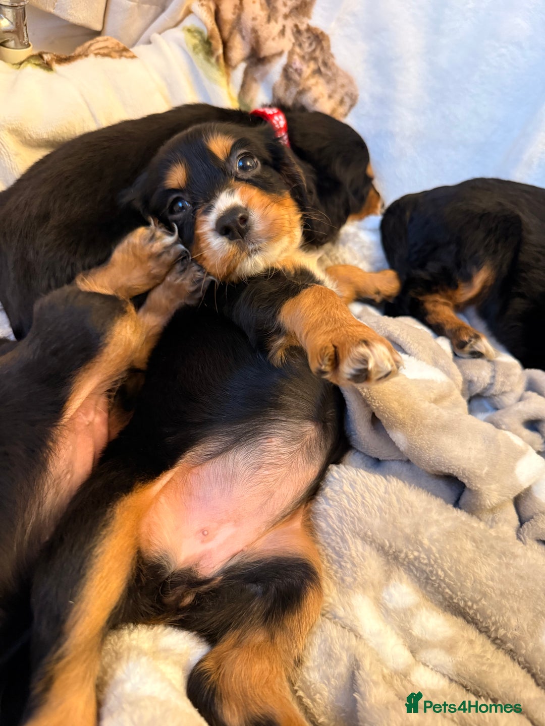 Cocker Spaniel dogs for sale: Pedigree Cocker spaniel puppies for sale  - Image 6